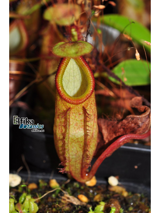 Nepenthes gantungensis