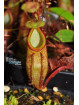 Nepenthes gantungensis