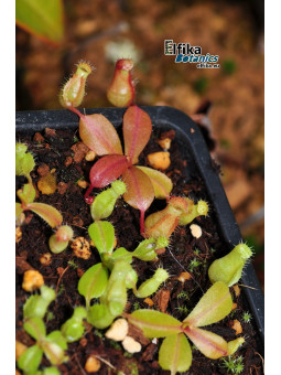 Nepenthes ventricosa x palawanensis Jin Dan