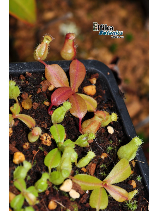 Nepenthes ventricosa x palawanensis Jin Dan