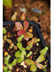 Nepenthes ventricosa x palawanensis Jin Dan