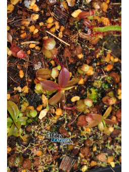 Nepenthes rajah K1x palawanensis Jin Dan