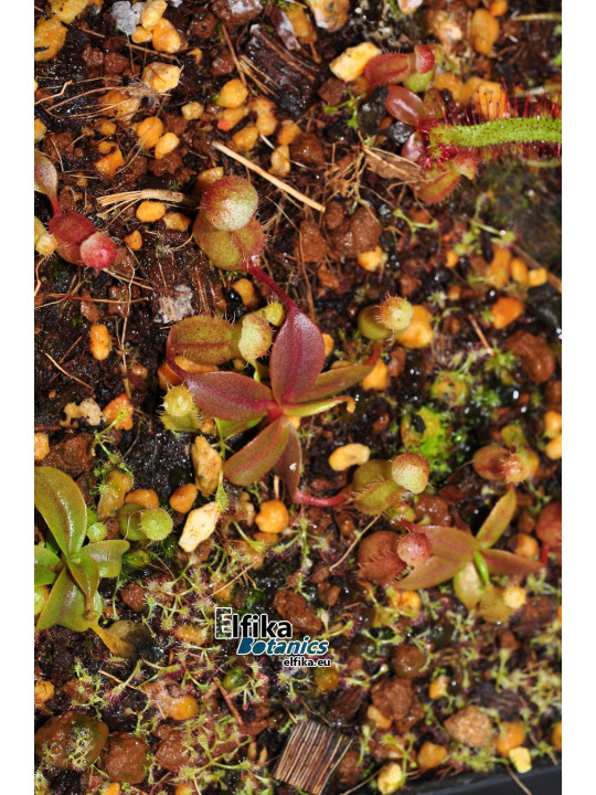 Nepenthes rajah K1x palawanensis Jin Dan