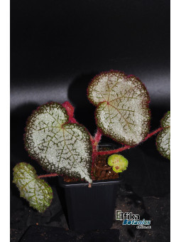Begonia "Ghost Cross Silo"