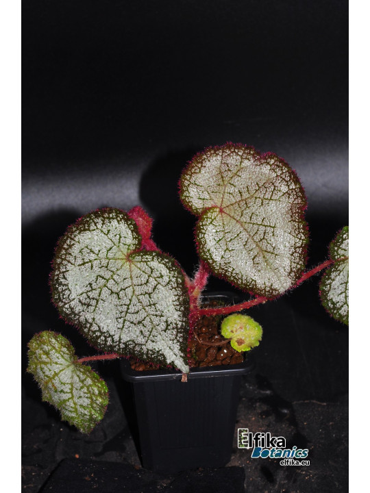 Begonia "Ghost Cross Silo"