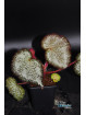 Begonia "Ghost Cross Silo"