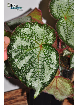 Begonia "Ghost Cross Silo"