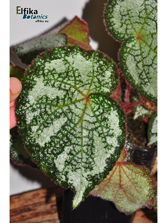 Begonia "Ghost Cross Silo"