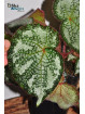 Begonia "Ghost Cross Silo"