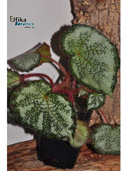Begonia "Ghost Cross Silo"