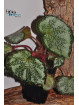 Begonia "Ghost Cross Silo"