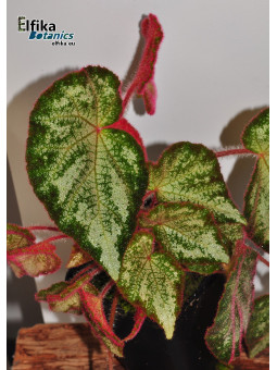 Begonia "EB TipTop Silo"