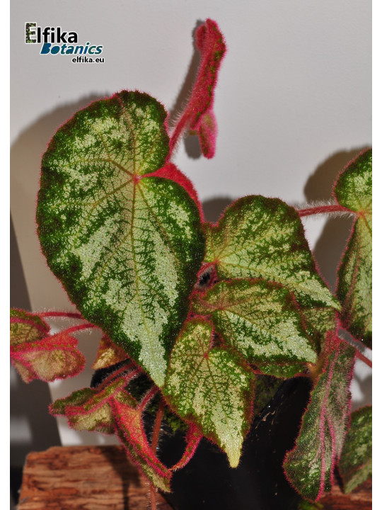 Begonia "TipTop Silo"