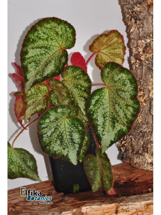 Begonia "TipTop Silo"
