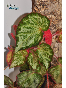 Begonia "EB TipTop Silo"