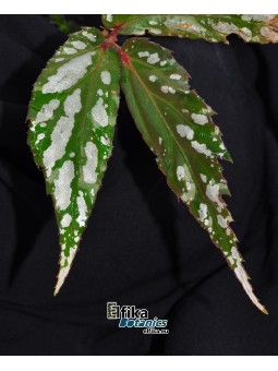 Begonia sp. Kapuas Hulu Dark White Spots