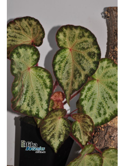 Begonia "Purple Silo"