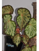Begonia "Purple Silo"