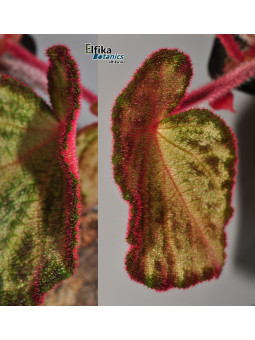 Begonia "Purple Silo"