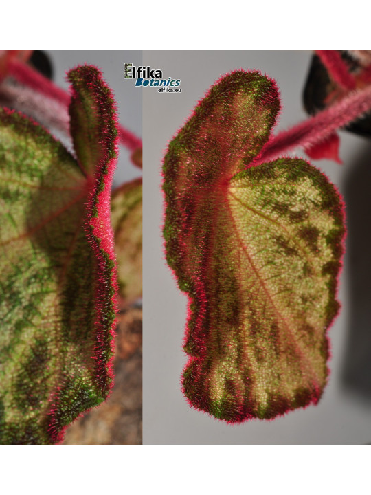 Begonia "Purple Silo"