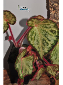 Begonia "Purple Silo"