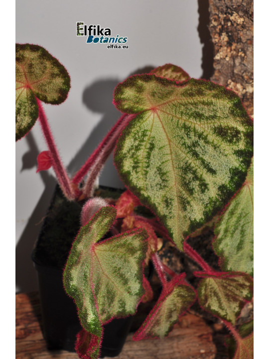 Begonia "Purple Silo"