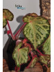 Begonia "Purple Silo"