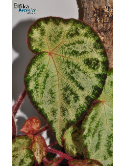 Begonia "Purple Silo"