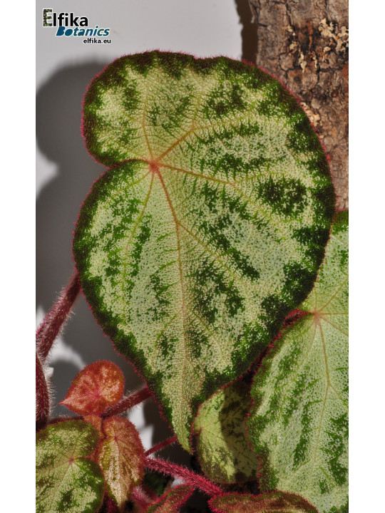 Begonia "Purple Silo"