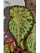 Begonia "Purple Silo"