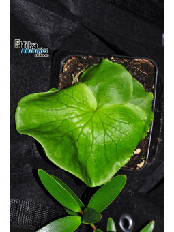 Platycerium coronarium