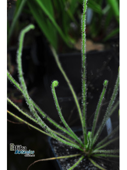 Drosera tracyi Apalachicola, FL
