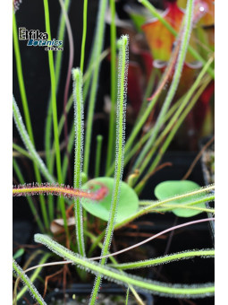 Drosera tracyi Apalachicola, FL