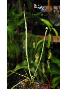 Drosera tracyi Apalachicola, FL