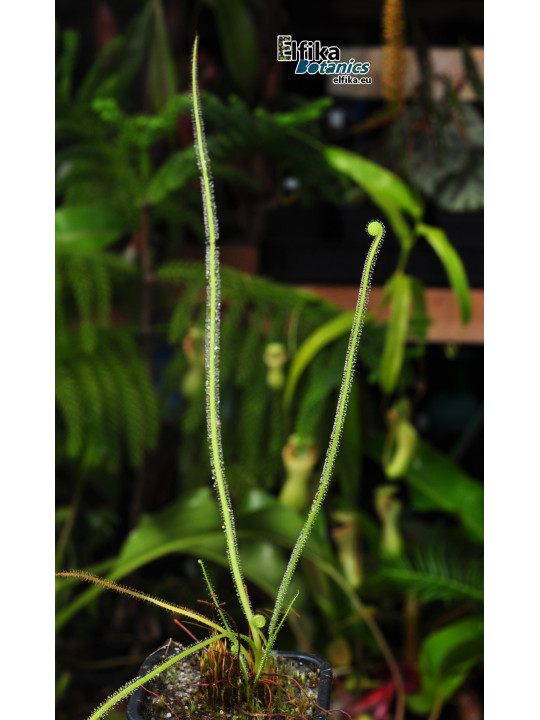 Drosera tracyi Apalachicola, FL