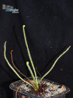 Drosera tracyi Apalachicola, FL