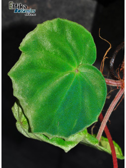 Begonia thaipingensis G. Bubu (EBc2)