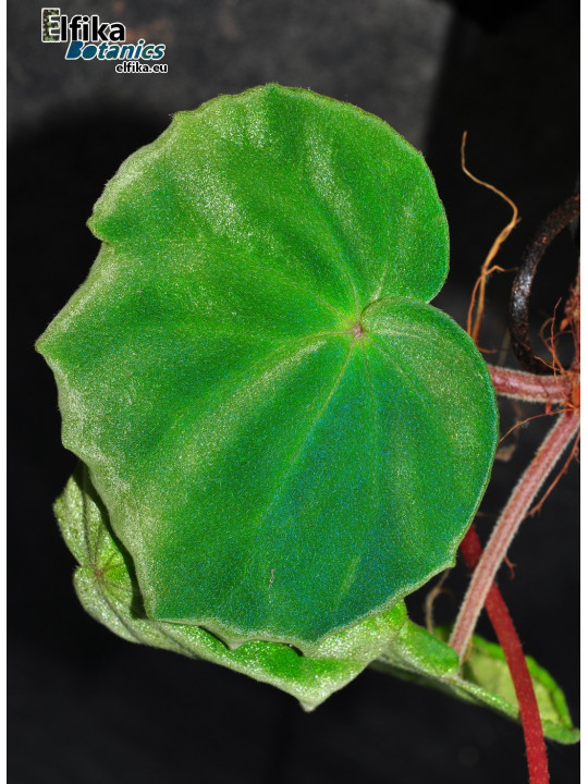 Begonia thaipingensis G. Bubu (c.2)