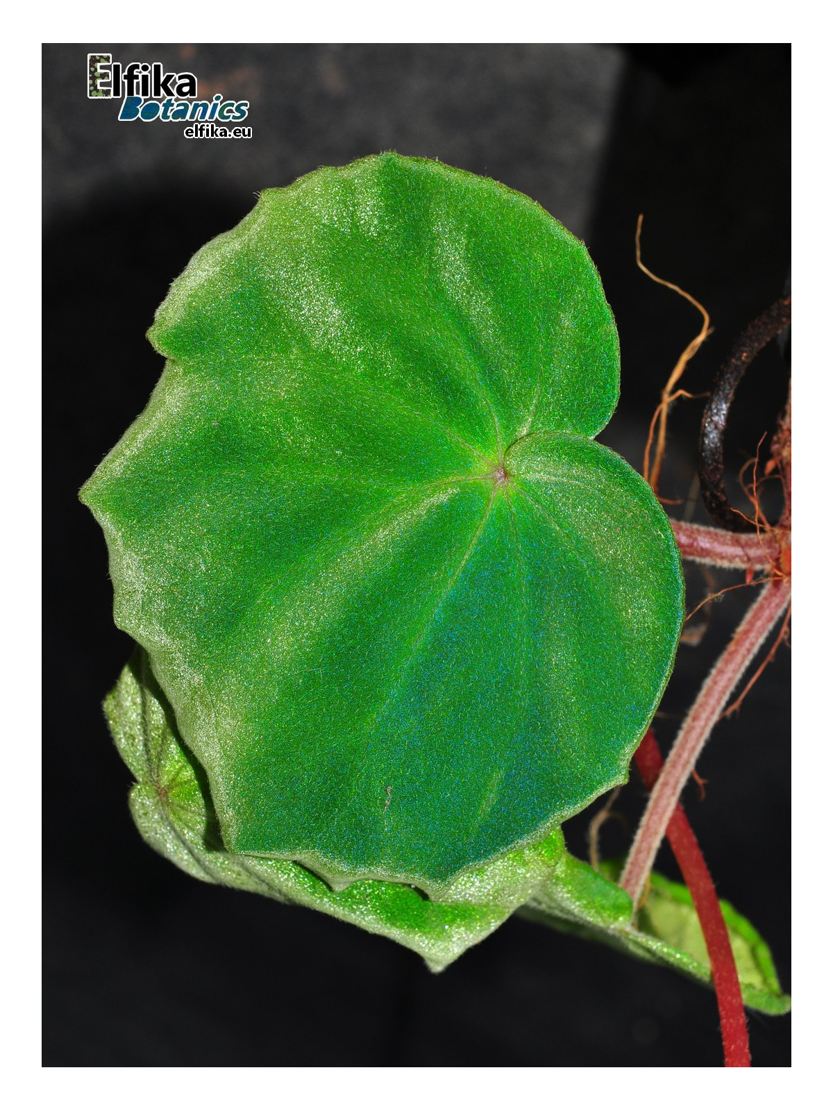 Begonia thaipingensis G. Bubu (c.2)