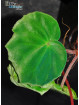 Begonia thaipingensis G. Bubu (c.2)