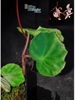 Begonia thaipingensis G. Bubu (c.2)