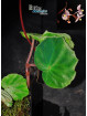 Begonia thaipingensis G. Bubu (c.2)