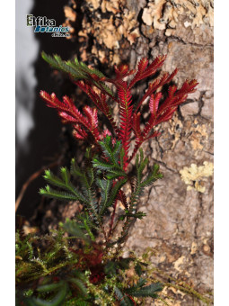 Selaginella erythropus