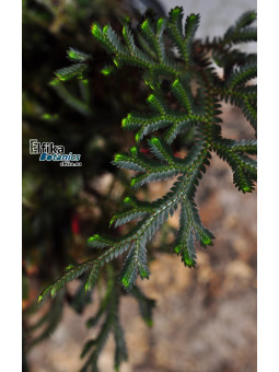 Selaginella erythropus