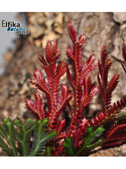 Selaginella erythropus