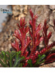 Selaginella erythropus