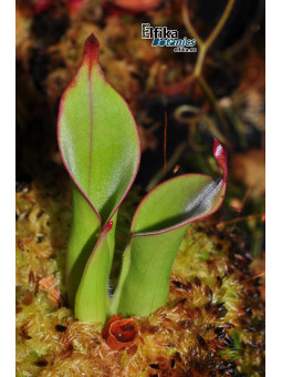 Heliamphora chimantensis Chimanta