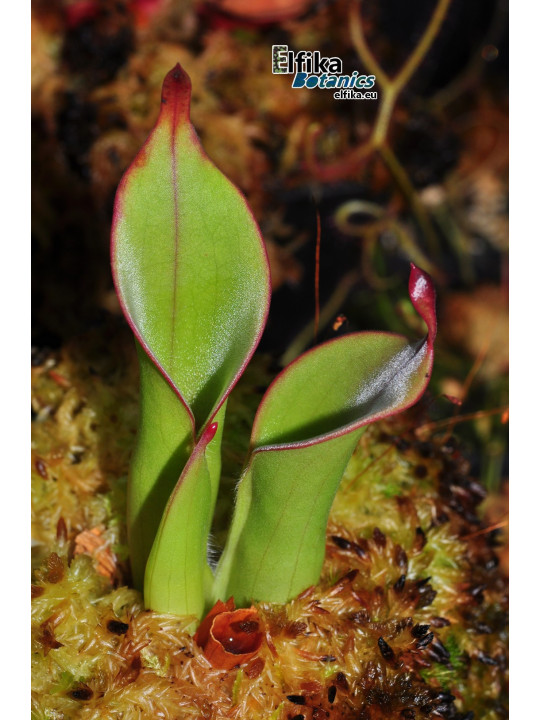 Heliamphora chimantensis Chimanta