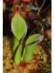 Heliamphora chimantensis Chimanta