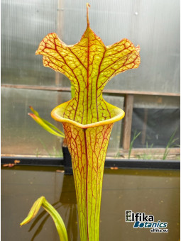 Sarracenia x moorei 'Marston clone' (IPX105)